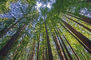 california-redwood-forest-brendan-reals